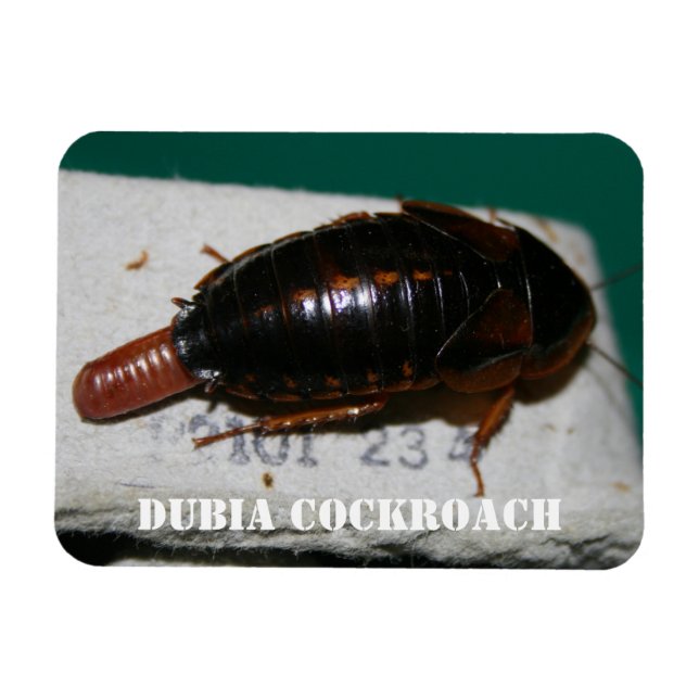 Female Dubia cockroach with egg sac Magnet (Horizontal)