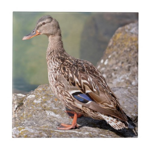 Female duck mallard on rock ceramic tile