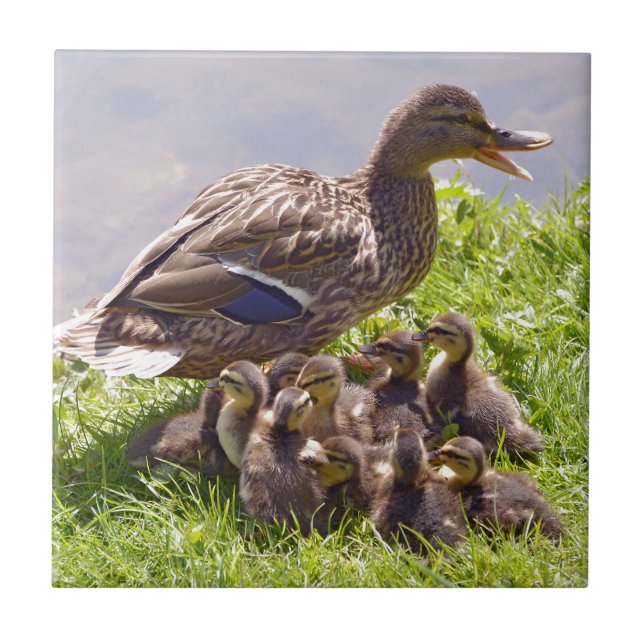 Female duck mallard with its ducklings on grass ceramic tile (Front)