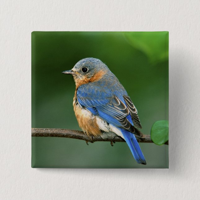 Female Eastern Bluebird, Sialia sialis Button (Front)