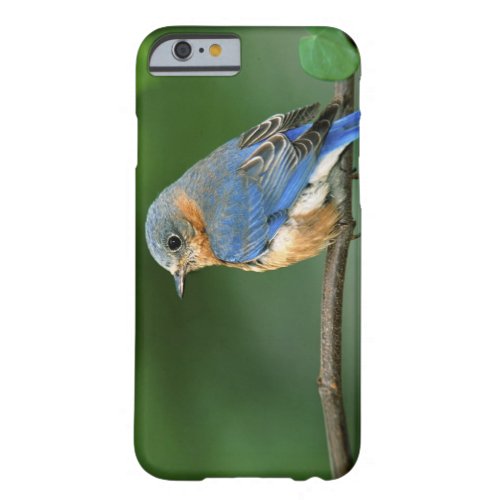 Female Eastern Bluebird Sialia sialis Barely There iPhone 6 Case