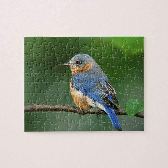 Female Eastern Bluebird, Sialia sialis Jigsaw Puzzle (Horizontal)