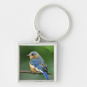 Female Eastern Bluebird, Sialia sialis Keychain