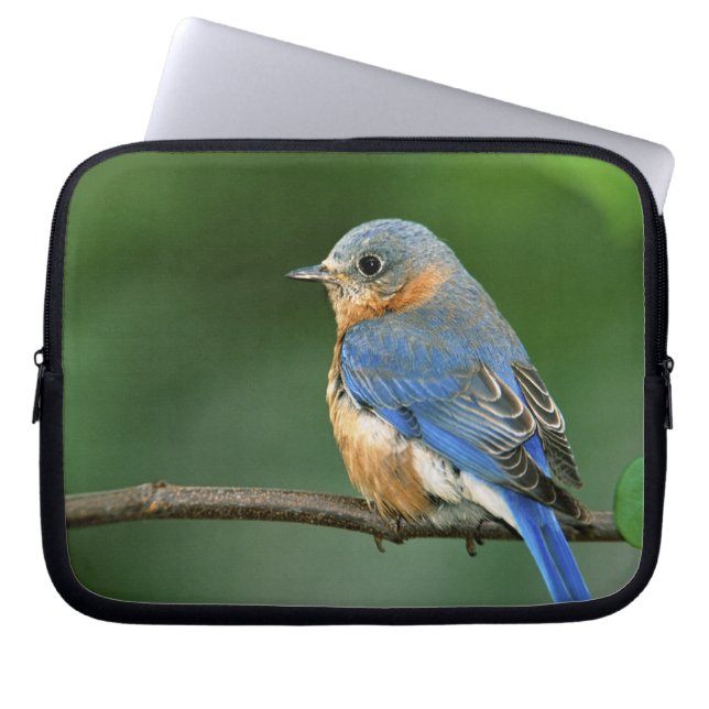 Female Eastern Bluebird, Sialia sialis Laptop Sleeve (Front)