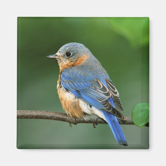 Female Eastern Bluebird, Sialia sialis Magnet (Front)