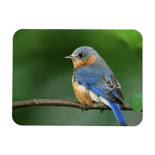 Female Eastern Bluebird Sialia sialis Magnet