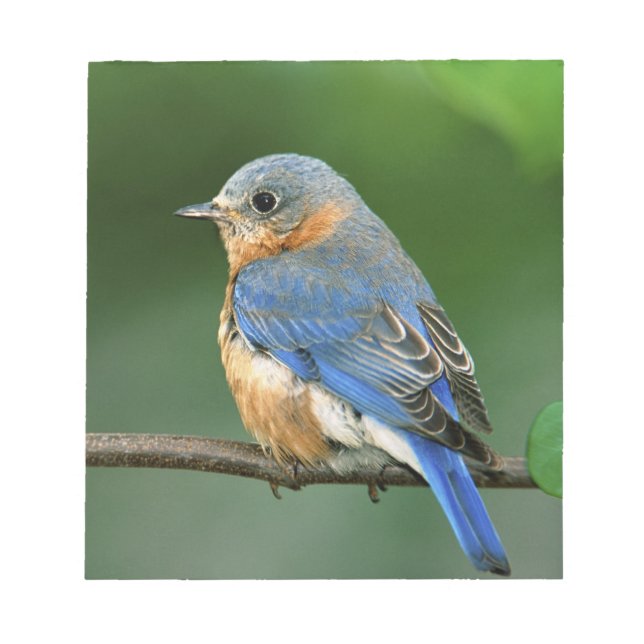Female Eastern Bluebird, Sialia sialis Notepad (Front)