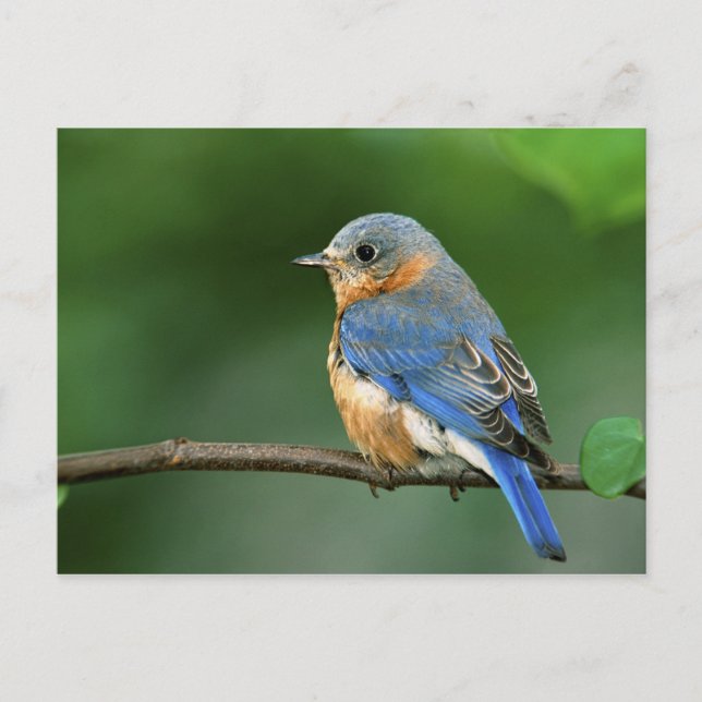 Female Eastern Bluebird, Sialia sialis Postcard (Front)