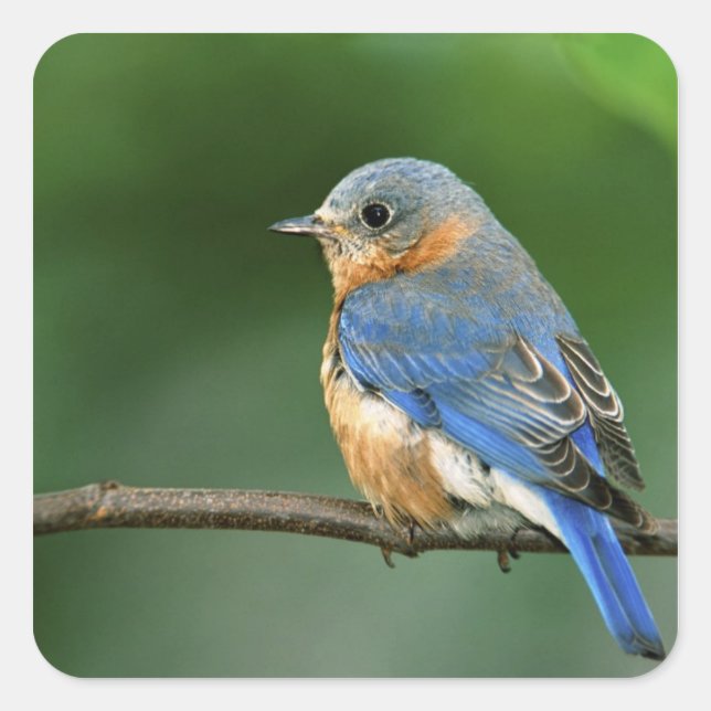 Female Eastern Bluebird, Sialia sialis Square Sticker (Front)