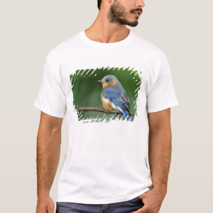 Female Eastern Bluebird, Sialia sialis T-Shirt