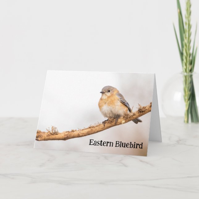 Female Eastern Bluebird Thank You Card (Front)