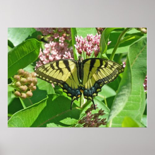 Female Eastern Tiger Swallowtail Butterfly Poster