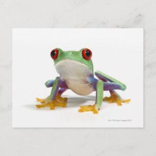 Female frog 2 postcard