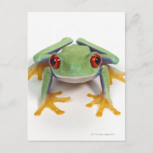 Female frog postcard