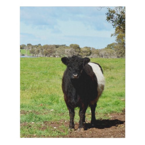 Female Galloway Cow In Country Faux Canvas Print