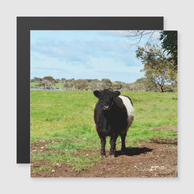Female Galloway Cow In Country, Magnetic Card (Front/Back)