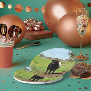 Female Galloway Cow In Country, Paper Plates