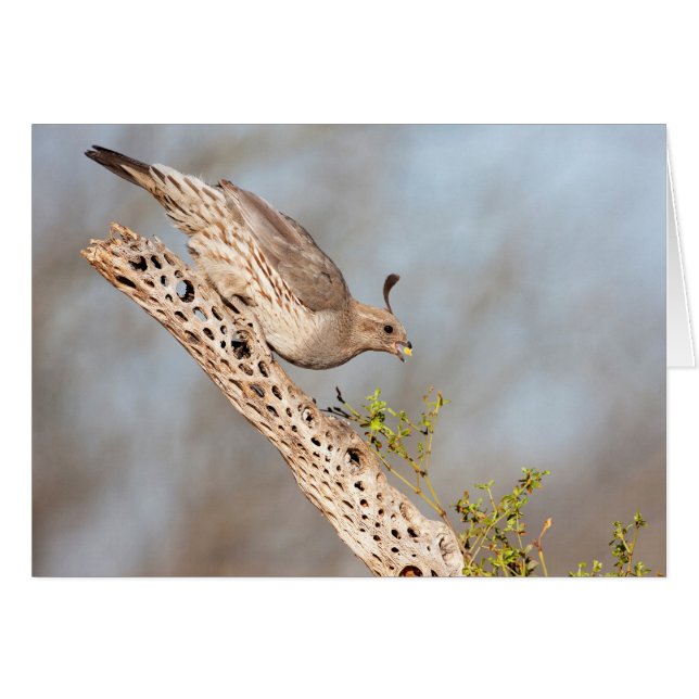 Female Gambel's Quail Cards (Front Horizontal)