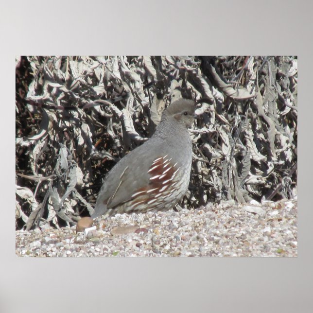 Female Gambel's Quail Poster (Front)