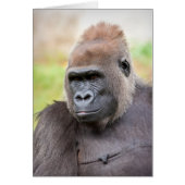 Female Gorilla (Front)