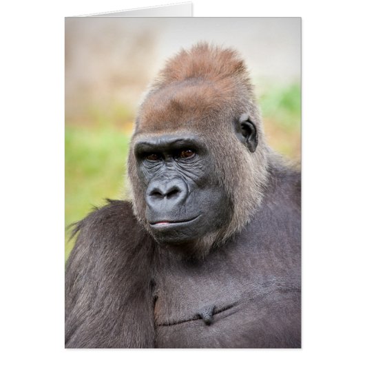 Female Gorilla Cards (Front)