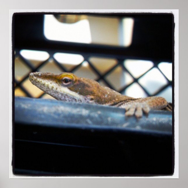 Female Green Anole Lizard Photo Poster (Front)