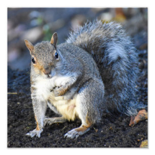 Female Grey Squirrel Photo Print