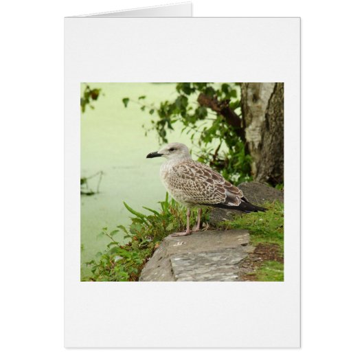 Female Gull Cards (Front)