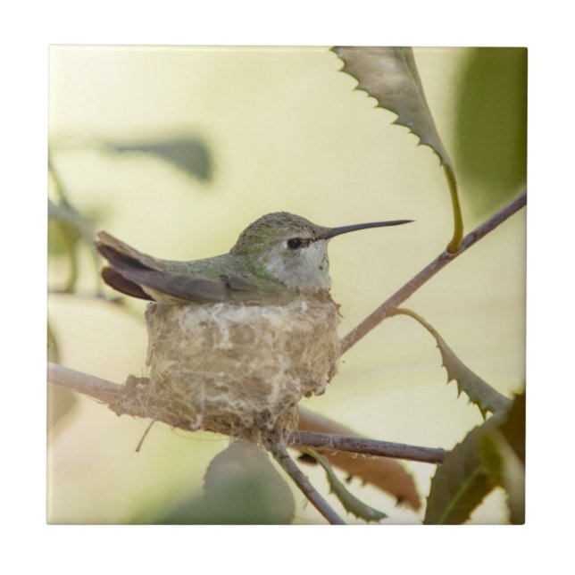 Female hummingbird on her nest ceramic tile (Front)