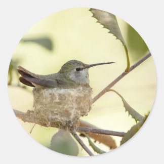 Female hummingbird on her nest classic round sticker