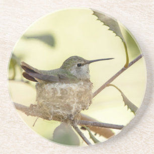 Female hummingbird on her nest drink coaster