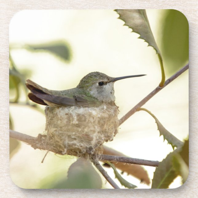 Female hummingbird on her nest drink coaster (Front)