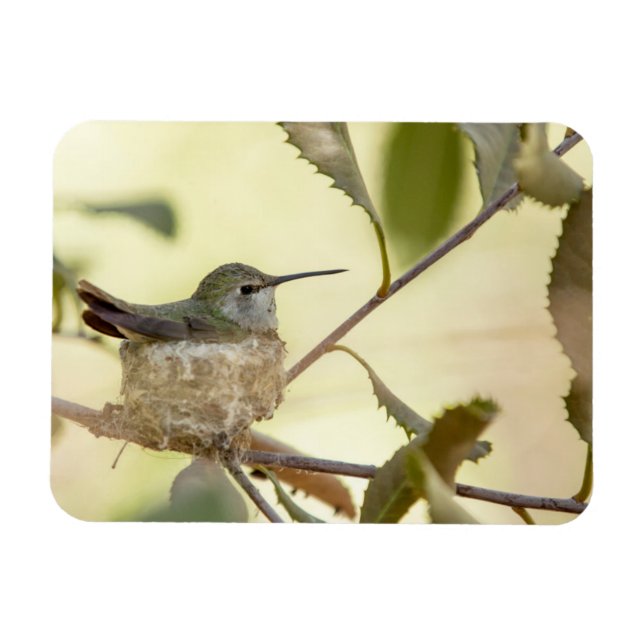 Female hummingbird on her nest magnet (Horizontal)