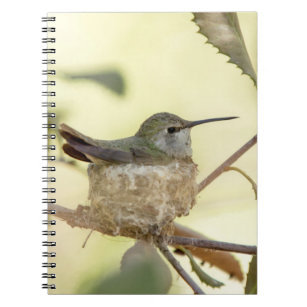 Female hummingbird on her nest notebook