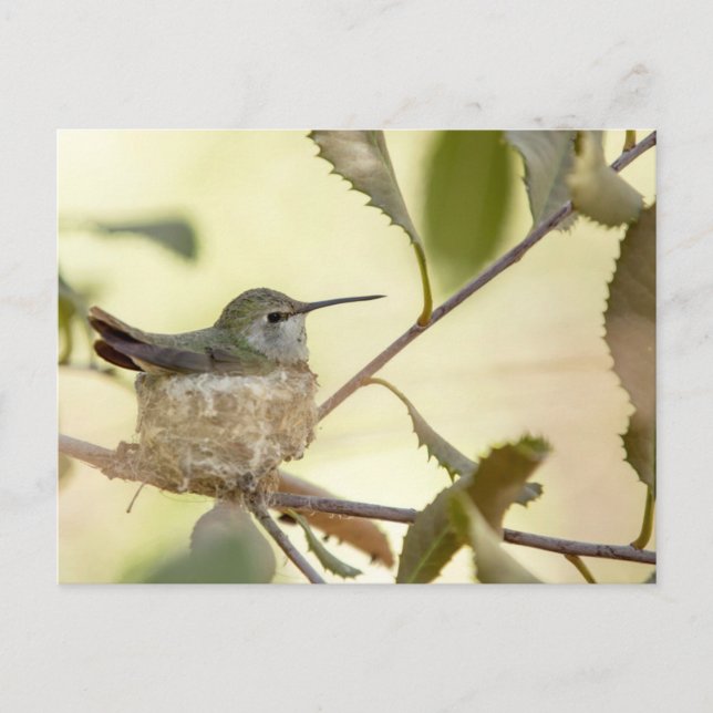 Female hummingbird on her nest postcard (Front)