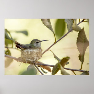 Female hummingbird on her nest poster