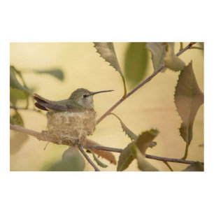 Female hummingbird on her nest wood wall decor