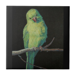Female Indian Ringneck Parrot Tile