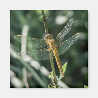 Female Keeled Skimmer Dragonfly Magnet