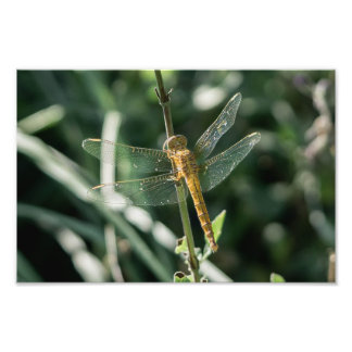 Female Keeled Skimmer Dragonfly Photo Print
