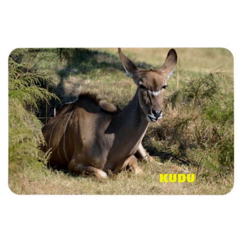 Female Kudu Magnet