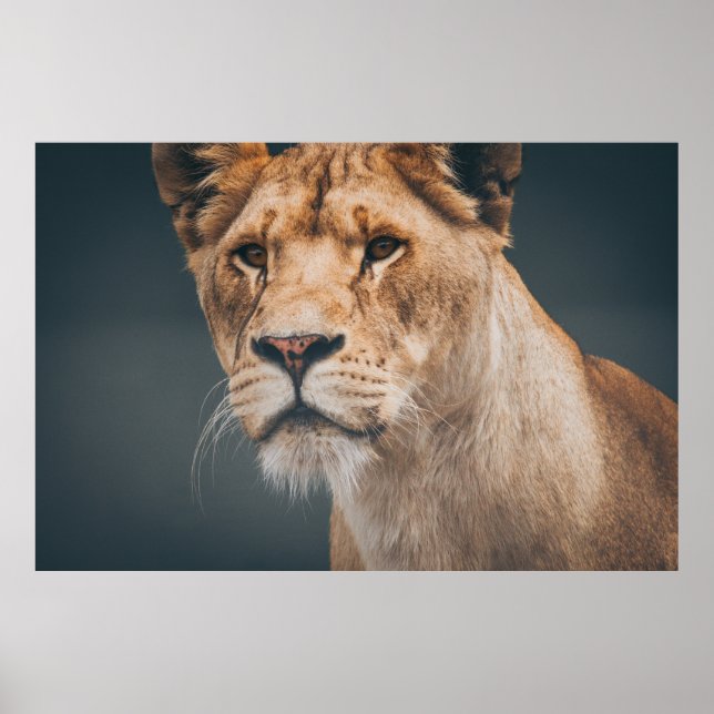 FEMALE LION AT JYLLAND PARK ZOO POSTER (Front)