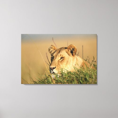 Female Lion Canvas Print