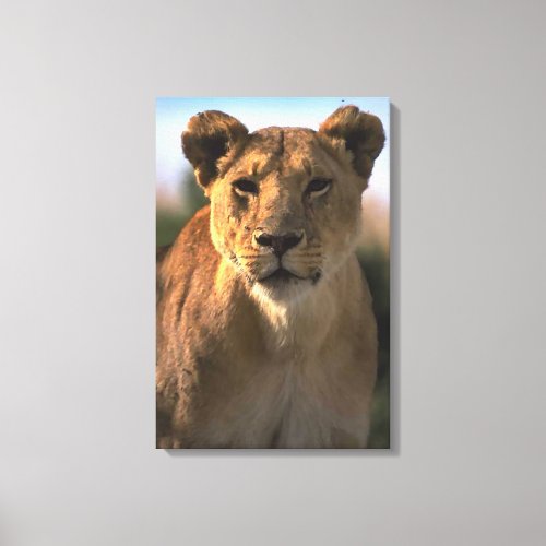 Female Lion Lioness Queen Of the Jungle Canvas Print