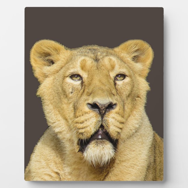 Female Lion Motivational Leadership Plaque (Front)