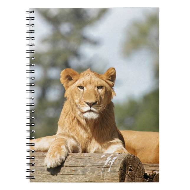 Female Lion Notebook (Front)