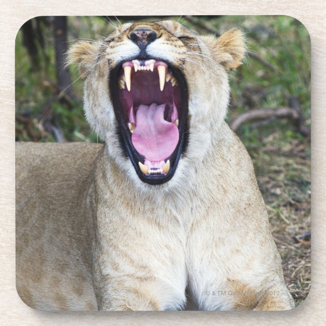 Female lion (Panthera leo), Masai Mara National Drink Coaster (Front)