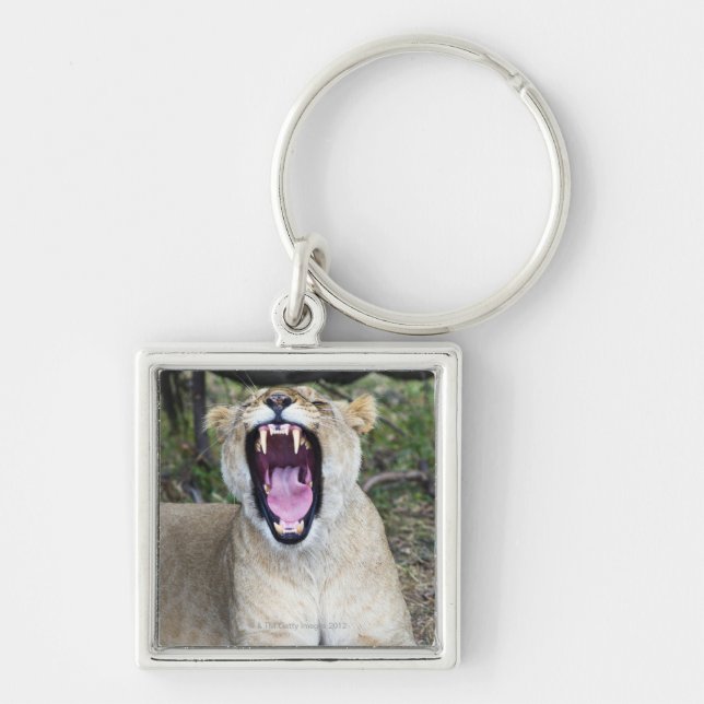 Female lion (Panthera leo), Masai Mara National Keychain (Front)