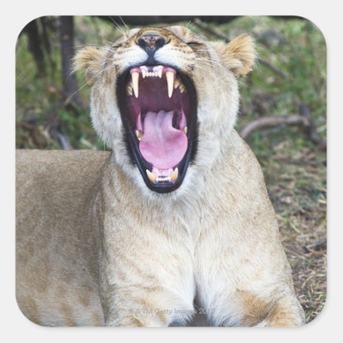 Female lion Panthera leo Masai Mara National Square Sticker