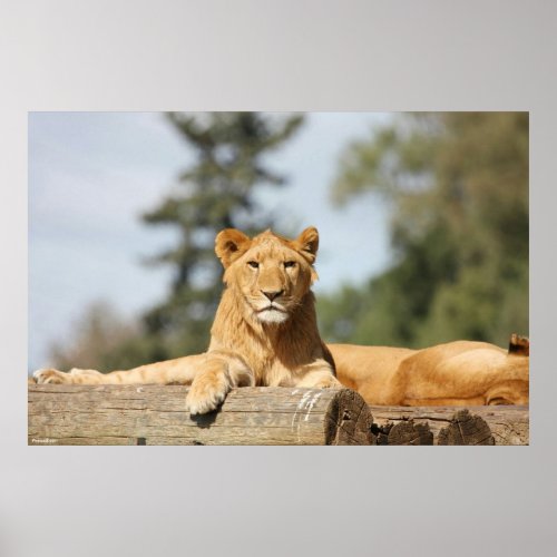 Female Lion Poster